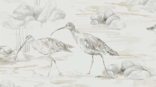 Estuary Birds 216493